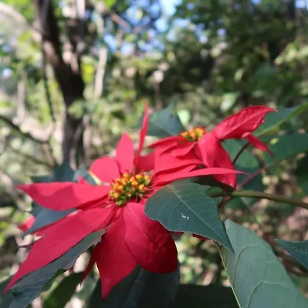 Апартаменты Casa Maria Quinta 4 