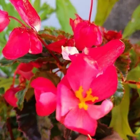 Appartement Casa Maria Quinta 4 