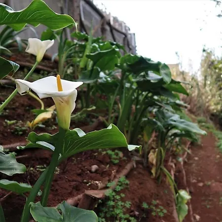Appartamento Casa Maria Quinta 4 Maria Quinta Calheta (Madeira)