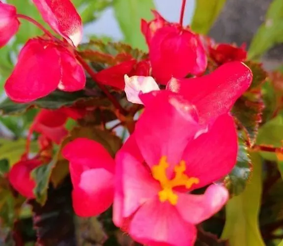 Appartamento Casa Maria Quinta 4 Maria Quinta Calheta (Madeira)